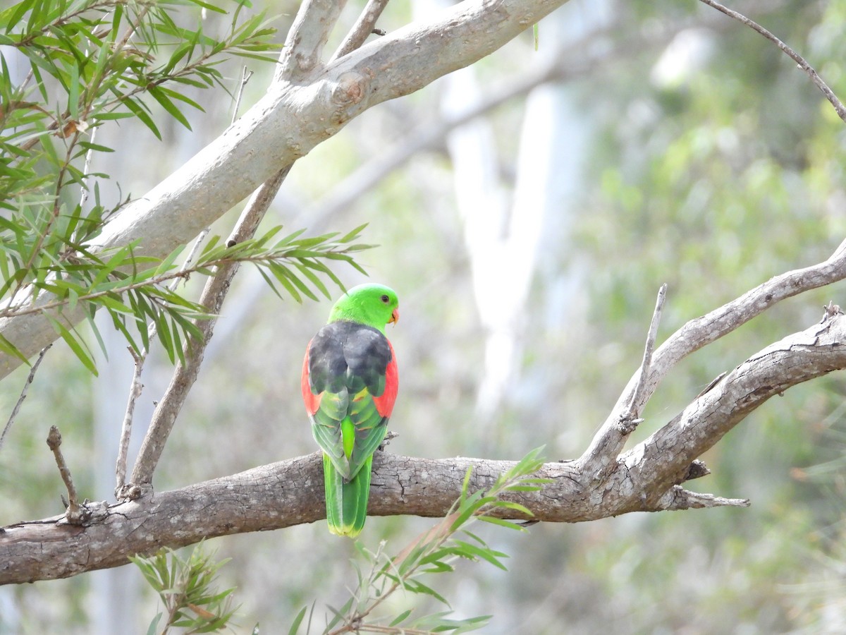 Папужець-червонокрил австралійський - ML619041471
