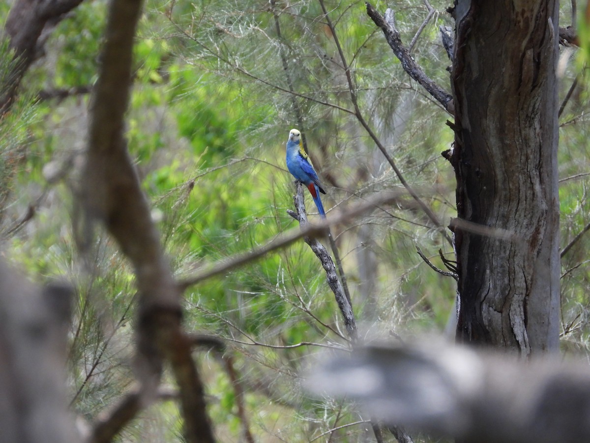 Pale-headed Rosella - Cherri and Peter Gordon