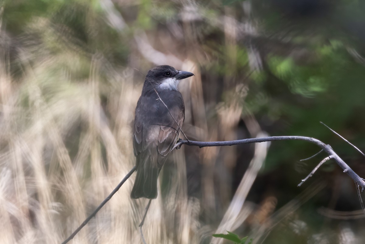 Dickschnabel-Königstyrann - ML619041516