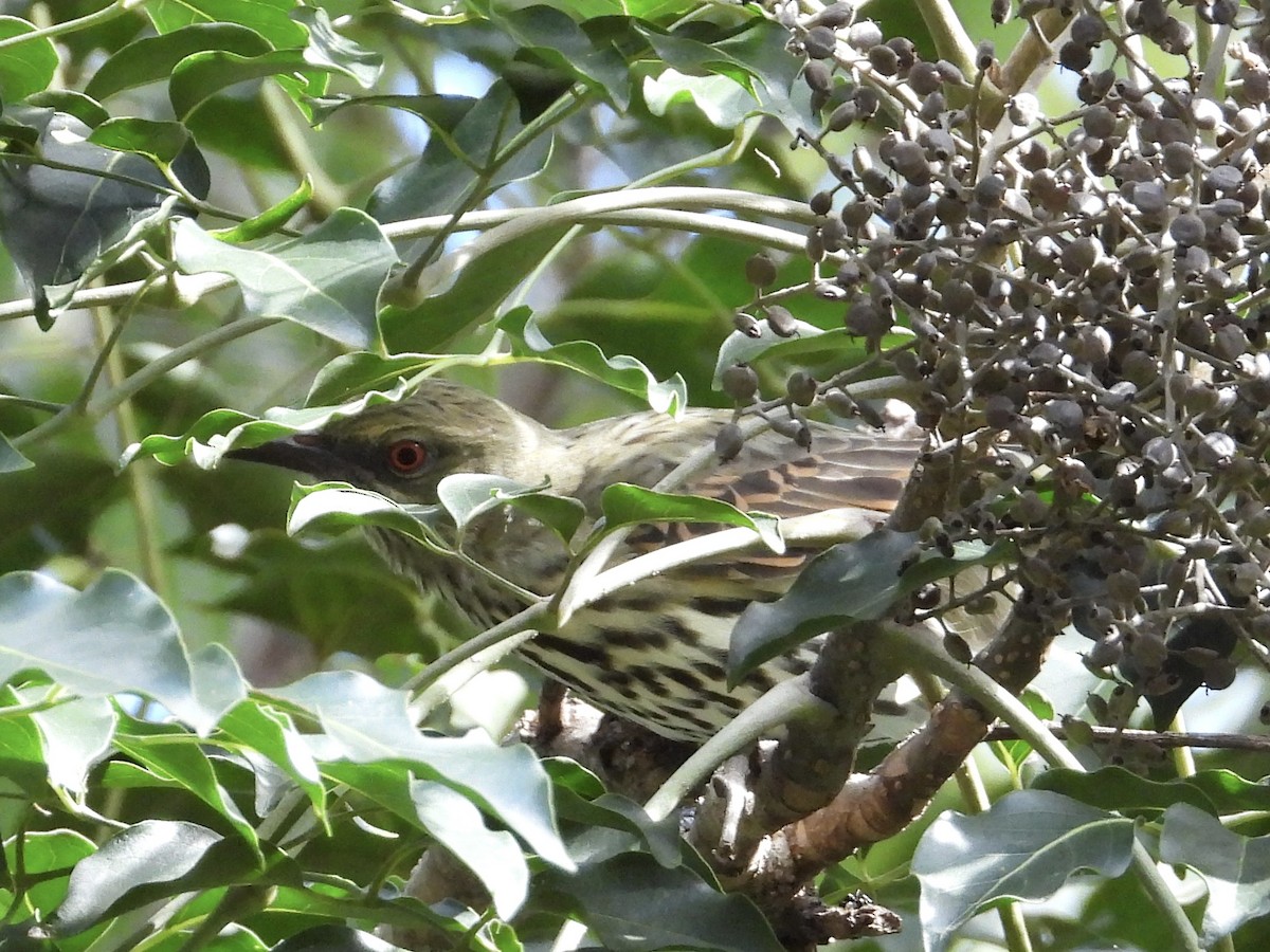 Olive-backed Oriole - Cherri and Peter Gordon