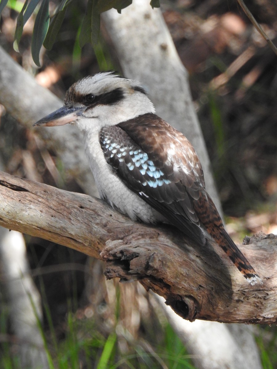 Laughing Kookaburra - Rodrigo Munzenmayer