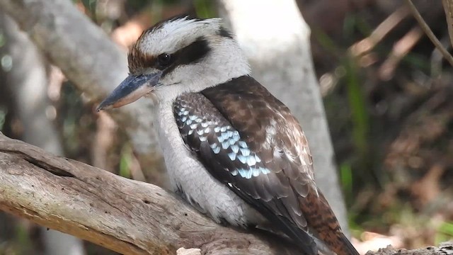 Laughing Kookaburra - ML619041551