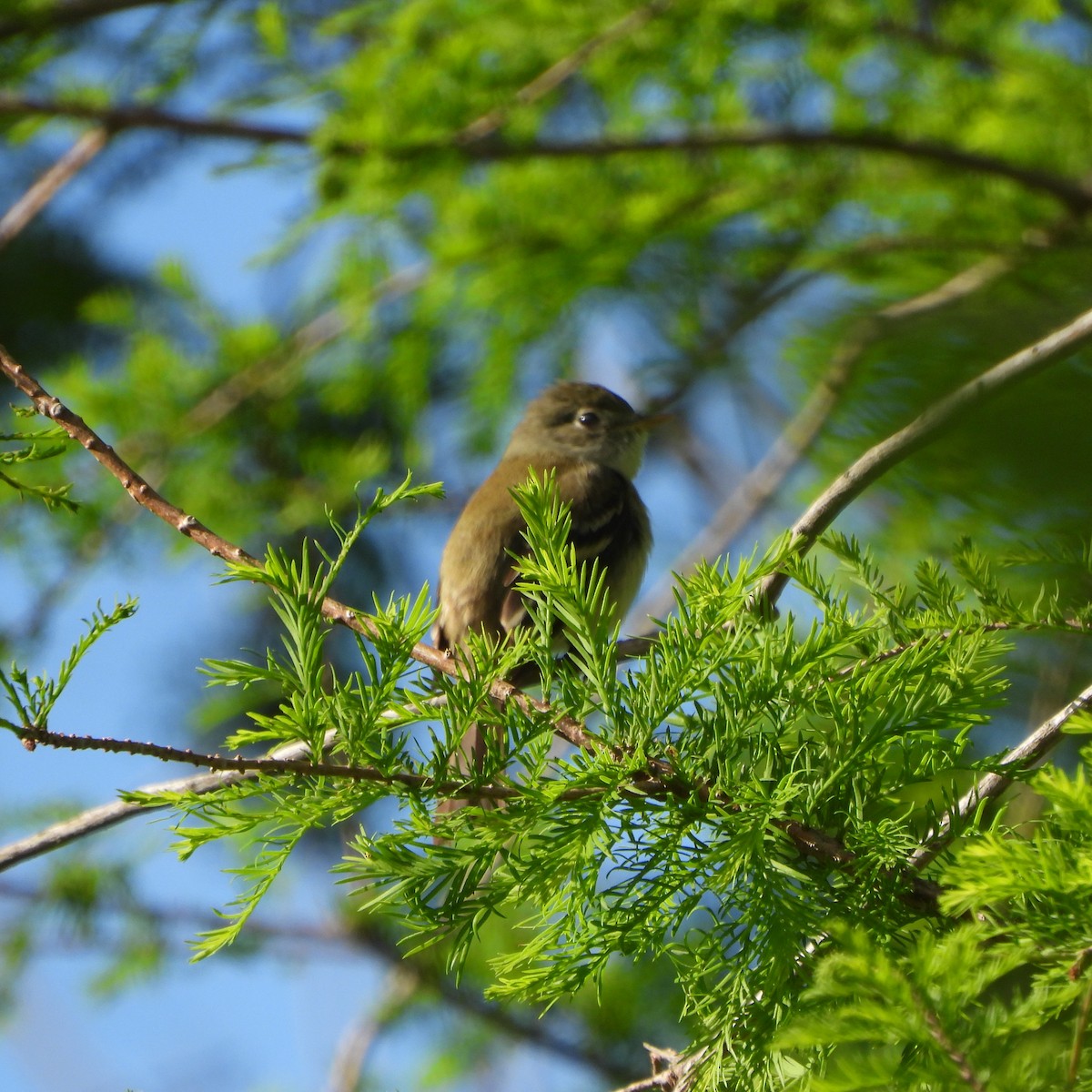 Least Flycatcher - ML619041585