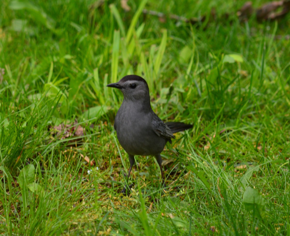 Gray Catbird - Tim Hughes