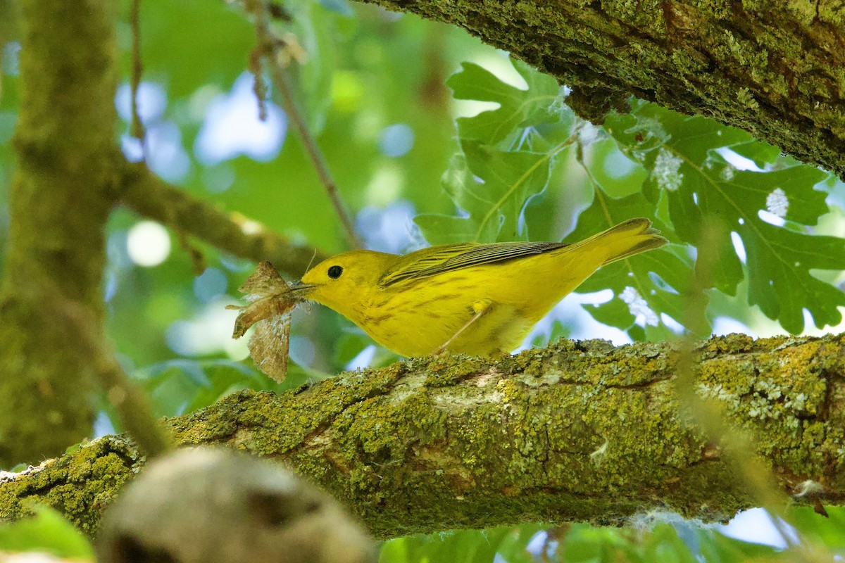 Yellow Warbler - Colby Baker
