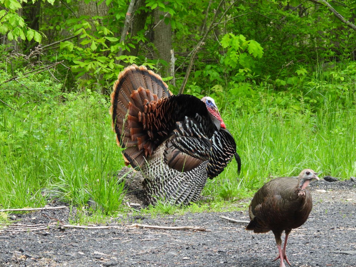 Wild Turkey - Matthew VanDyk