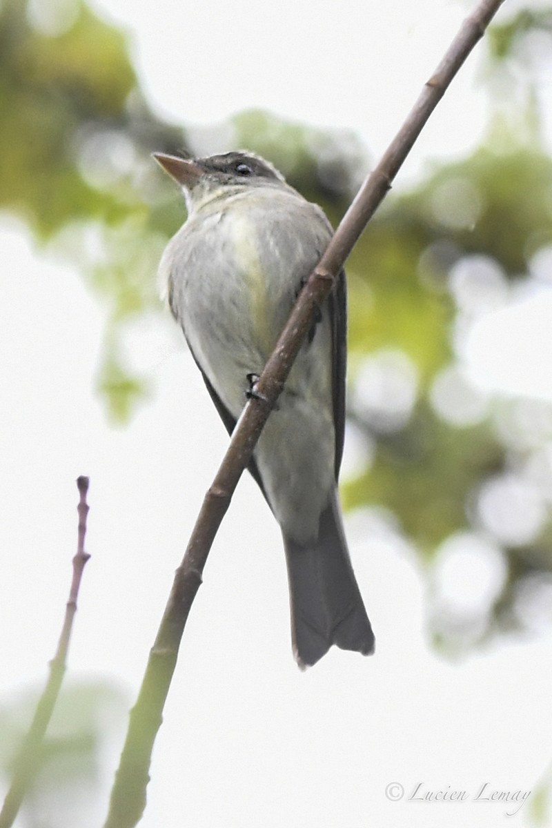 Eastern Wood-Pewee - Lucien Lemay