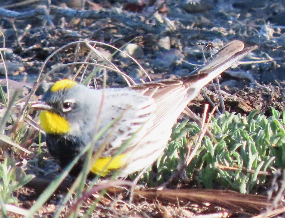 Yellow-rumped Warbler - BEN BAILEY