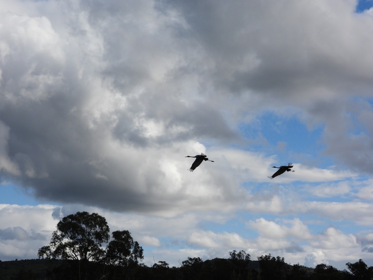 Grue brolga - ML619041647