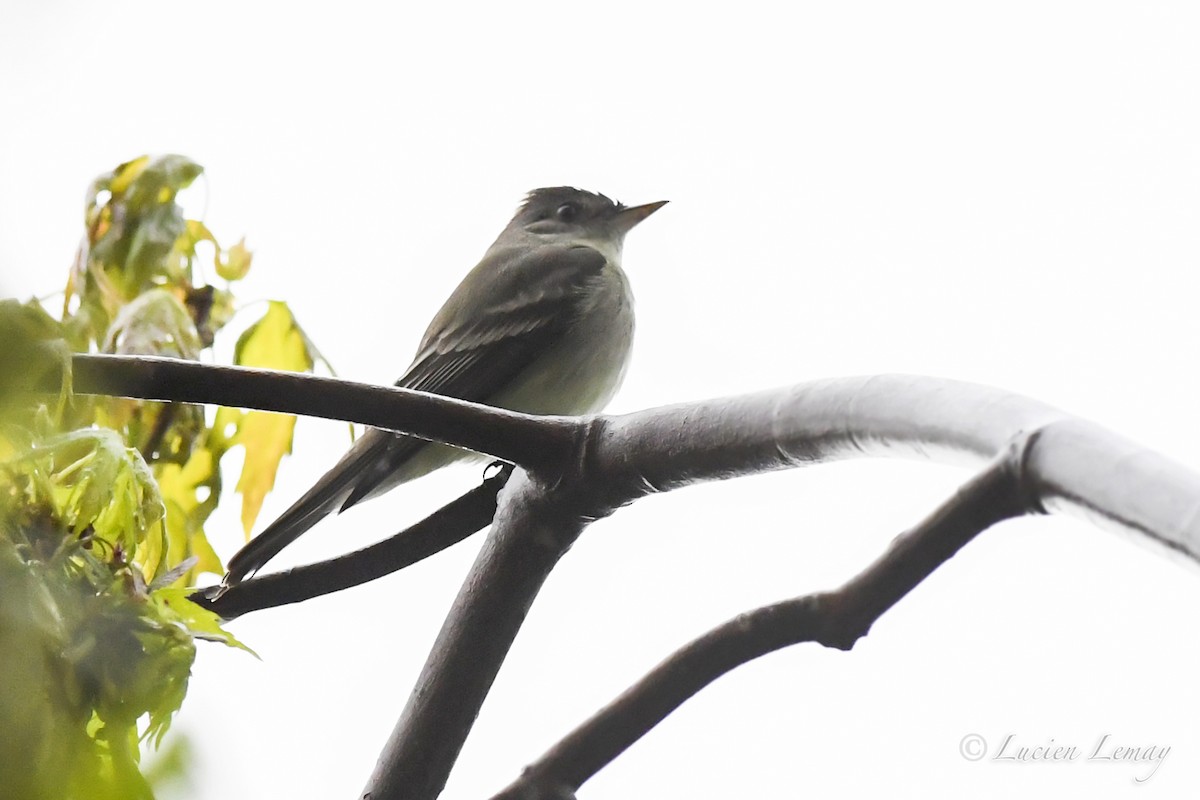 Eastern Wood-Pewee - Lucien Lemay