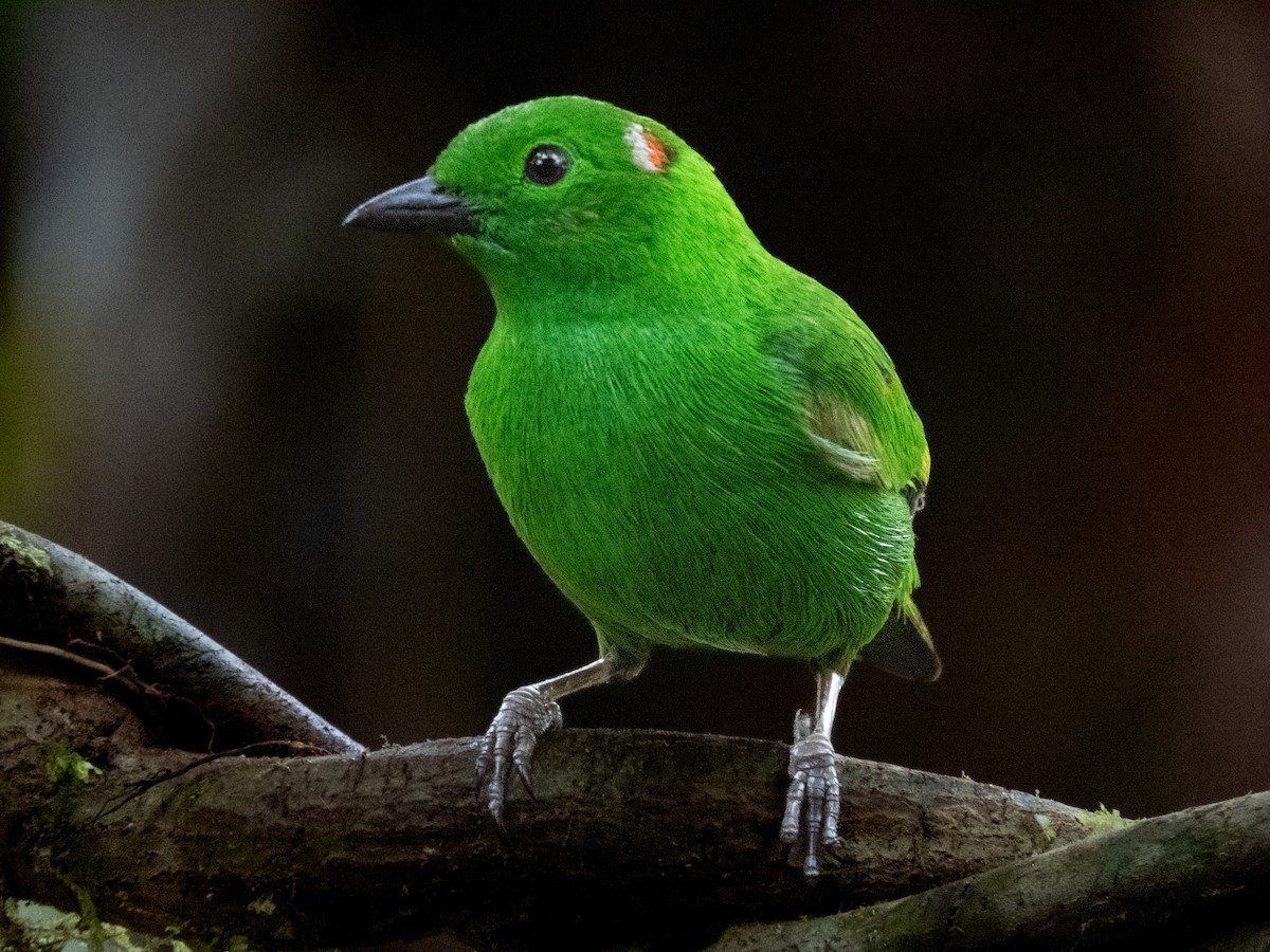 Glistening-green Tanager - Camilo Vargas Perdomo