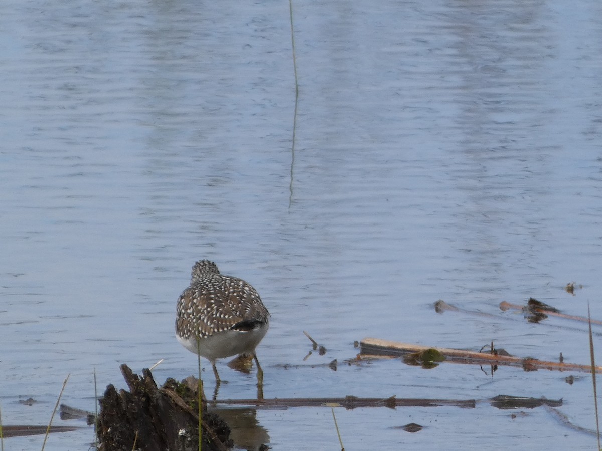 Solitary Sandpiper - Johanne Lafrance