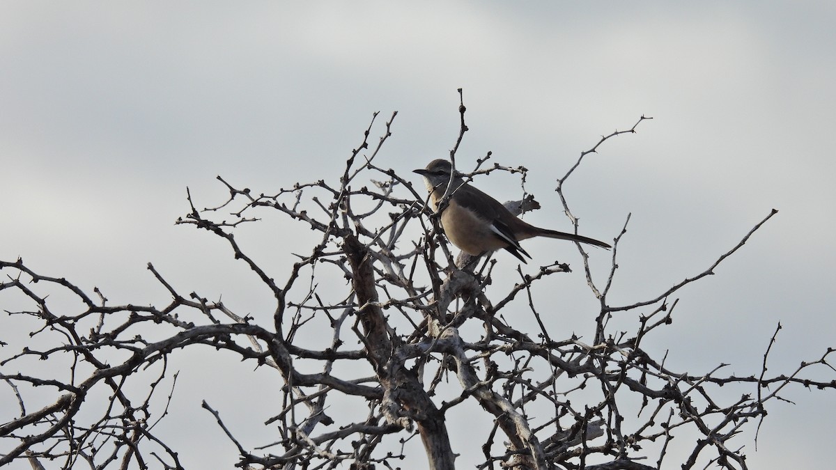 White-banded Mockingbird - ML619041688