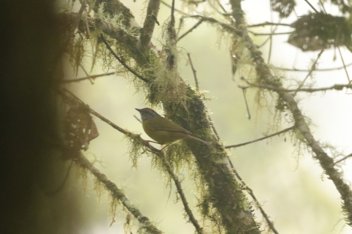 Russet-crowned Warbler - Mario Alexander Cardona Giraldo