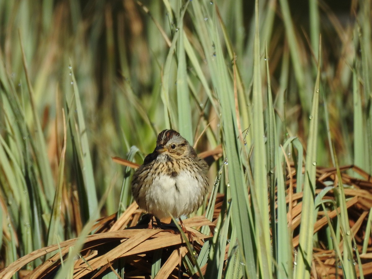 Lincoln's Sparrow - ML619041714