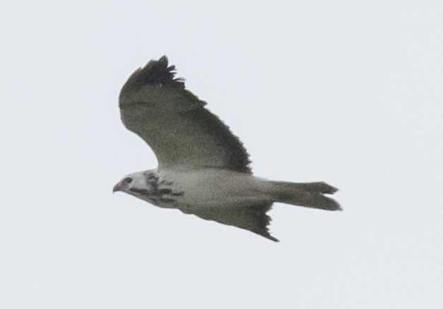 Common Buzzard - ML619041740