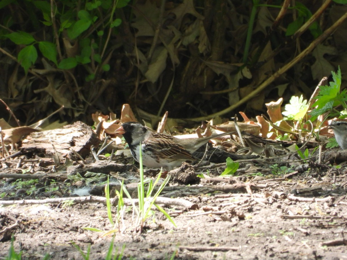 Harris's Sparrow - ML619041743