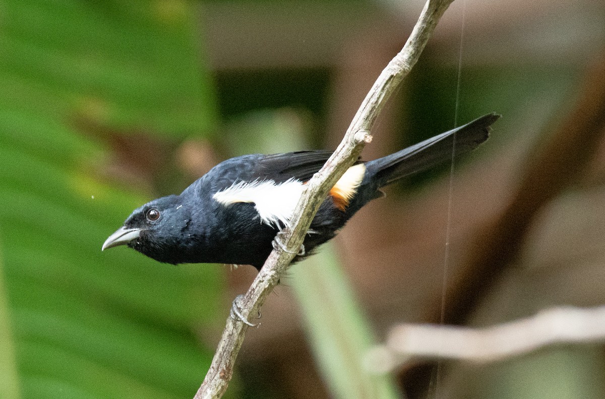 Fulvous-crested Tanager - ML619041757