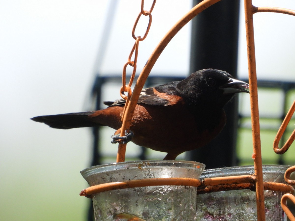 Orchard Oriole - Andy Noyce