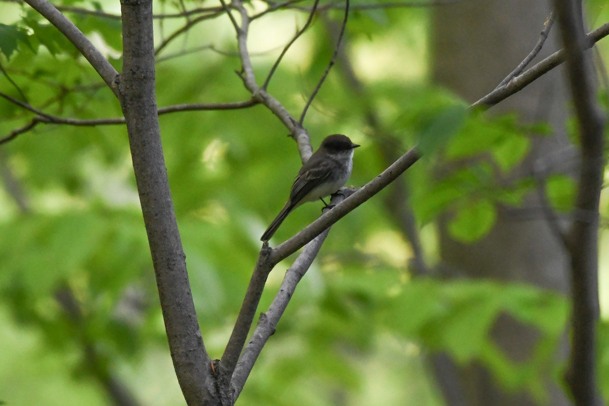 Eastern Phoebe - Jessica Coss