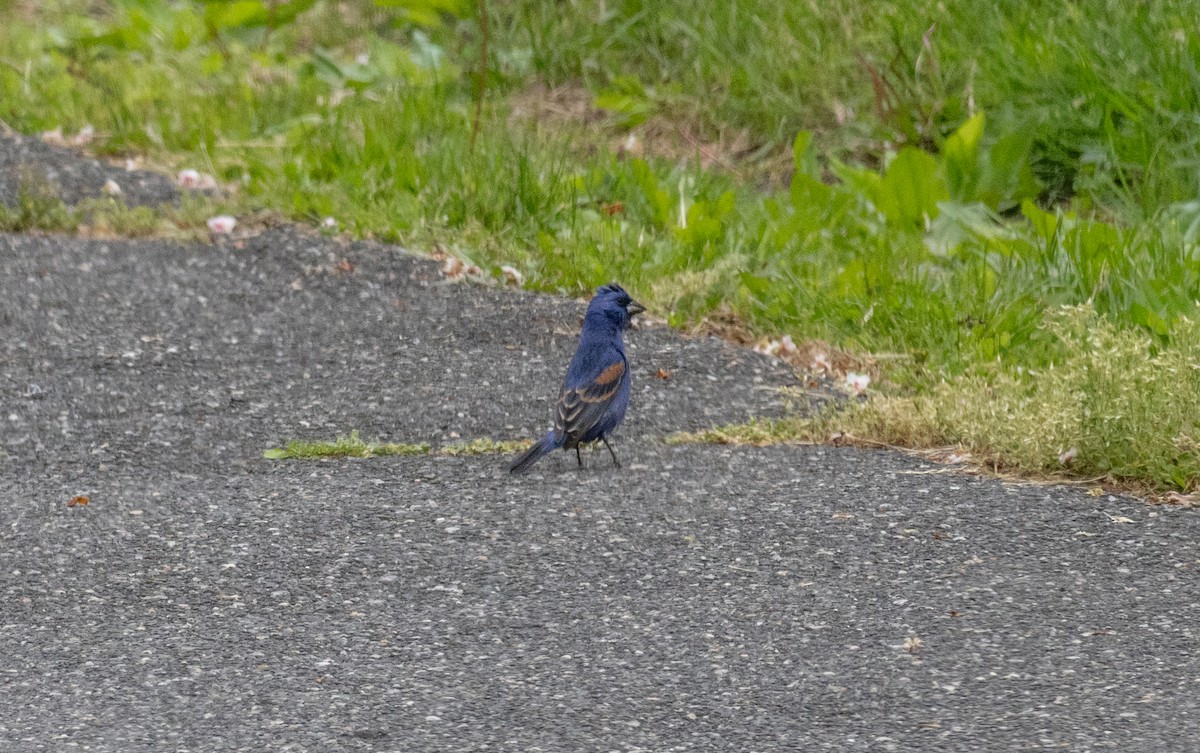 Blue Grosbeak - ML619041794