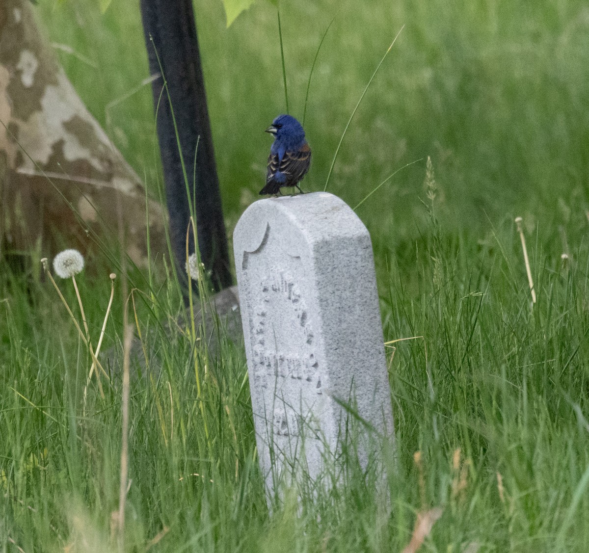 Blue Grosbeak - ML619041795