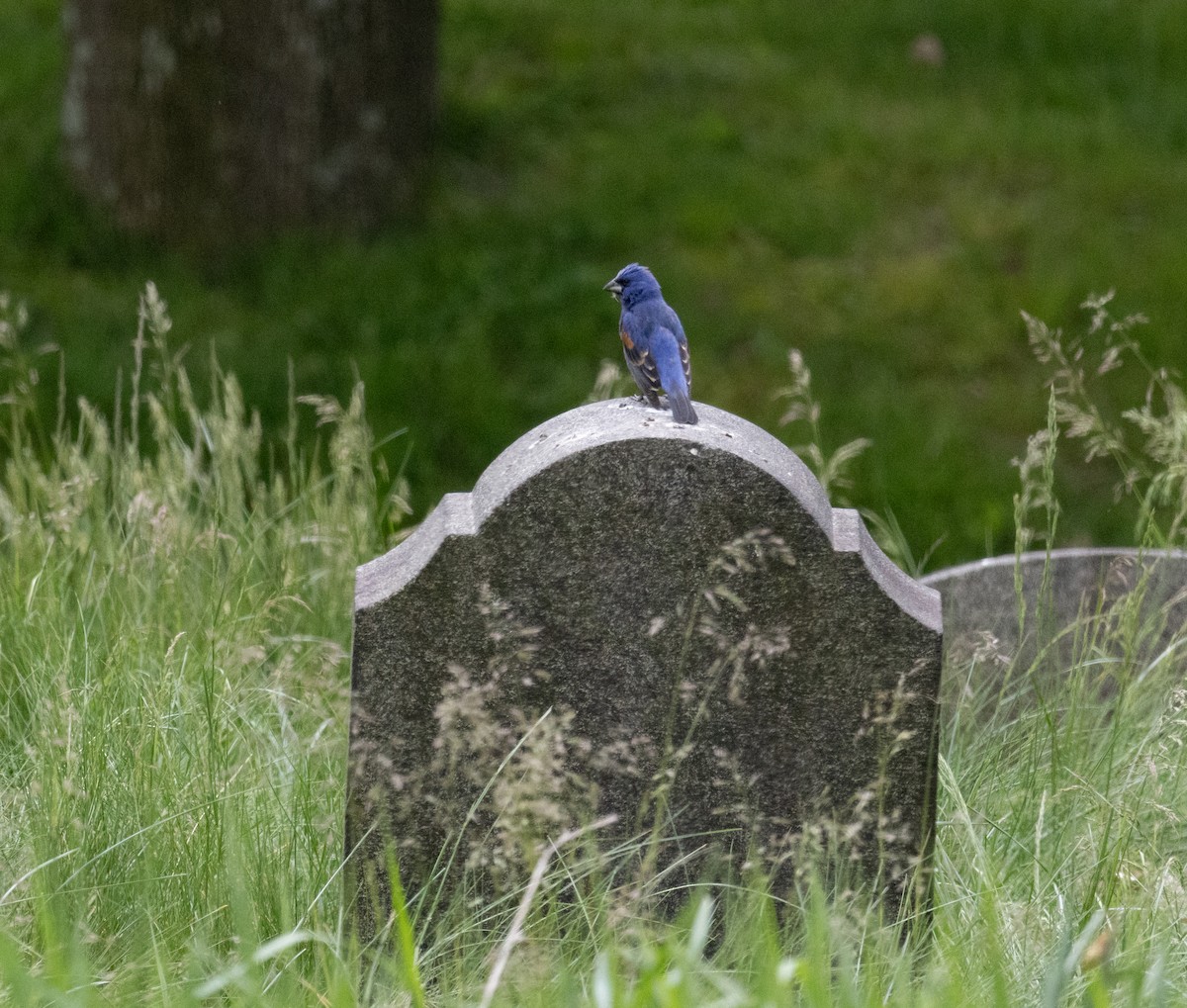 Blue Grosbeak - ML619041796