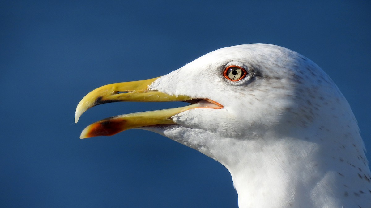 Yellow-legged Gull - ML619041820