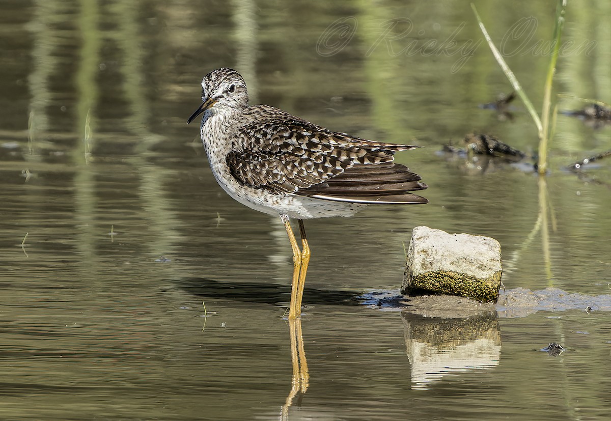 Wood Sandpiper - Ricky Owen