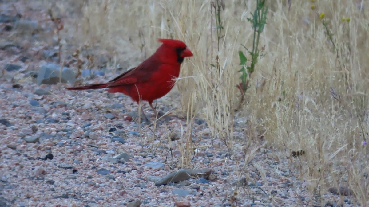 Northern Cardinal - Anne (Webster) Leight