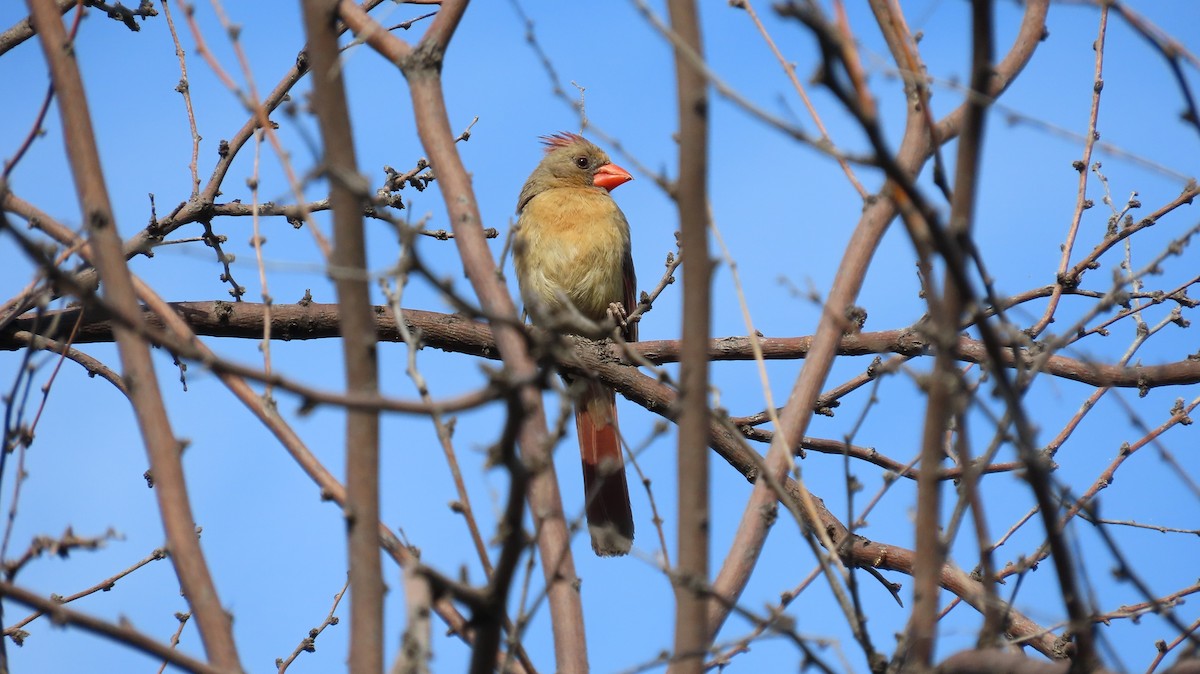 Northern Cardinal - Anne (Webster) Leight