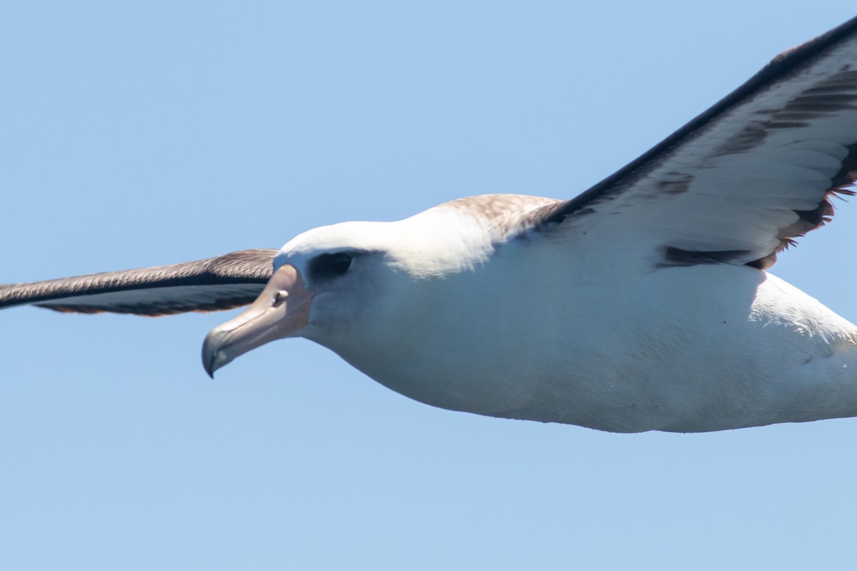 Laysan Albatross - ML619041844