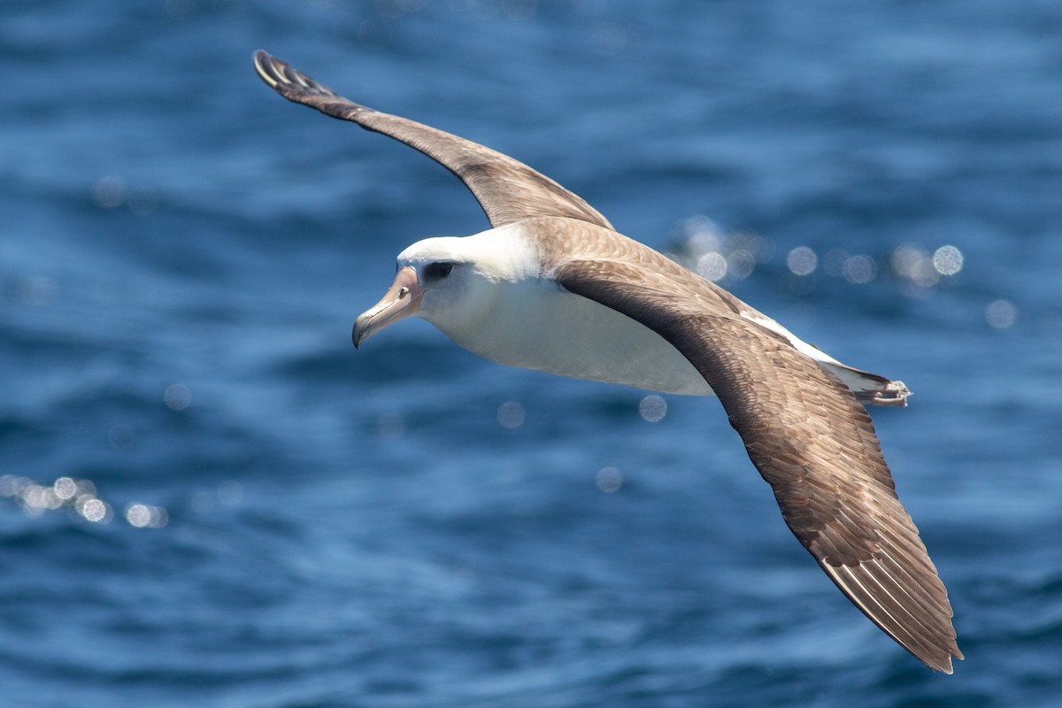 Laysan Albatross - ML619041848