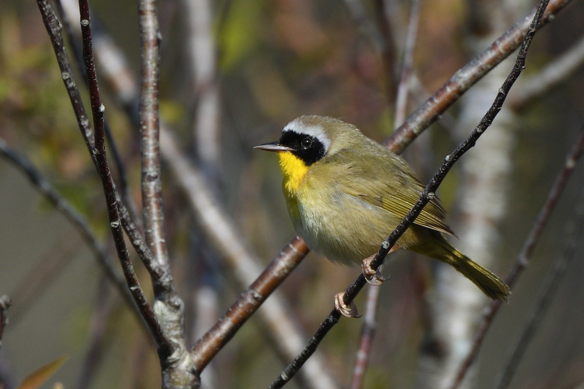 Common Yellowthroat (trichas Group) - ML619041851