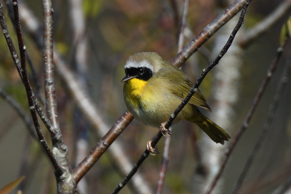 Common Yellowthroat (trichas Group) - ML619041852