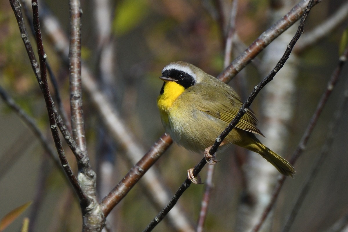 Common Yellowthroat (trichas Group) - ML619041853