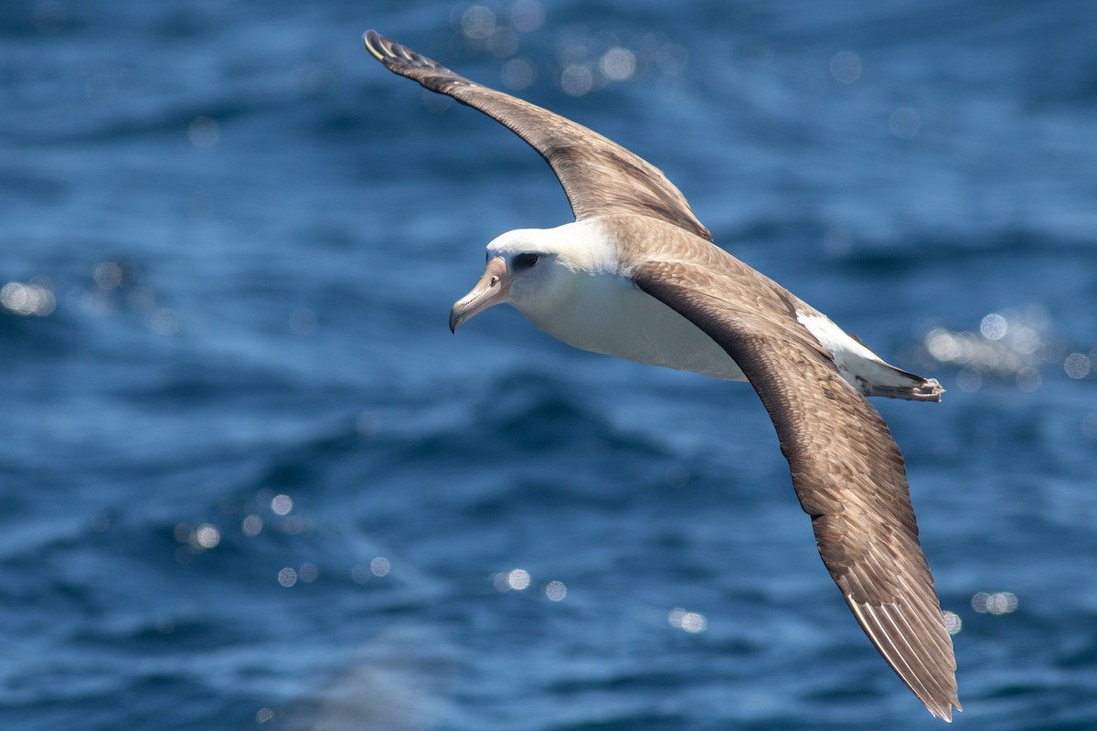 Laysan Albatross - ML619041854