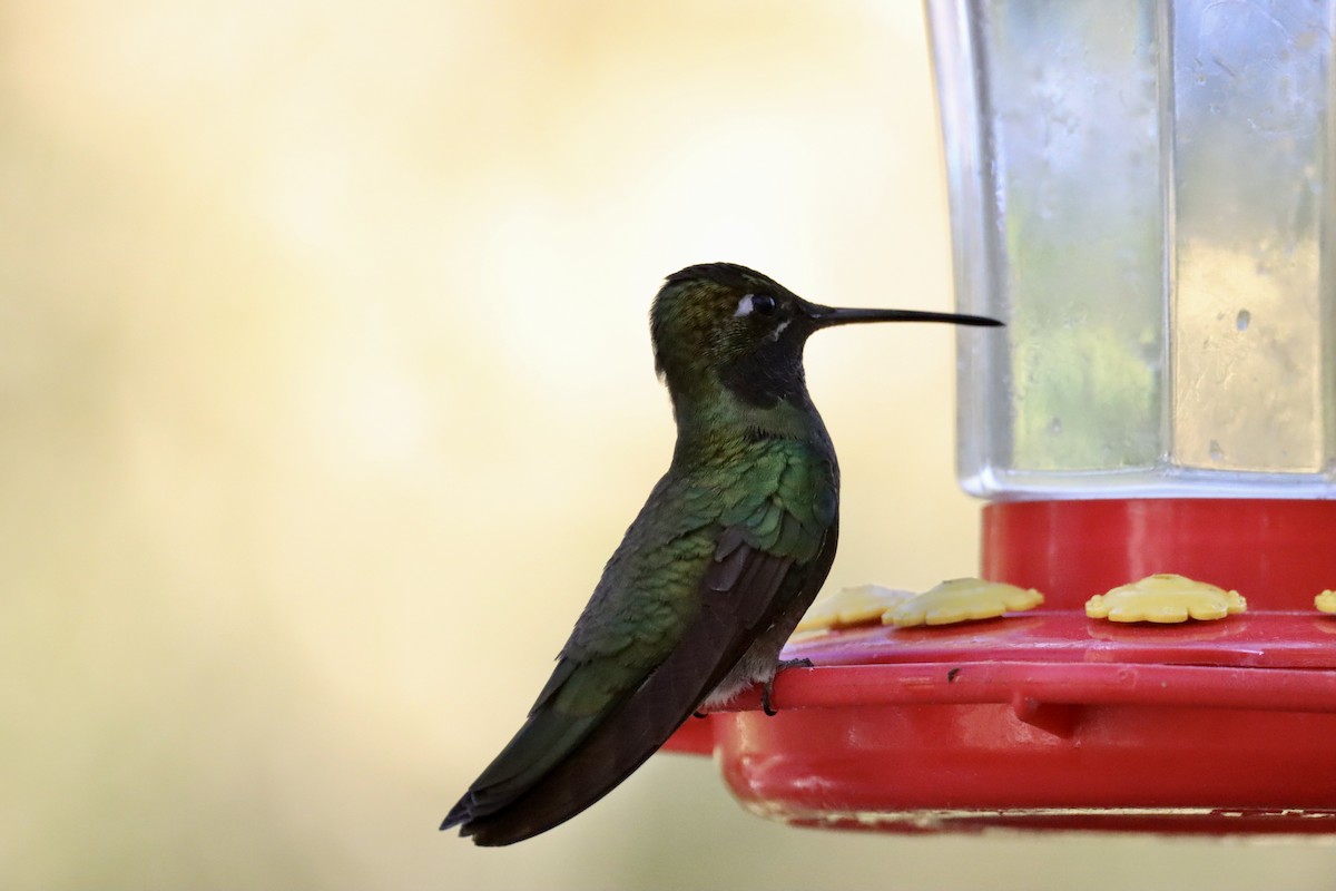 Rivoli's Hummingbird - Nat Smale