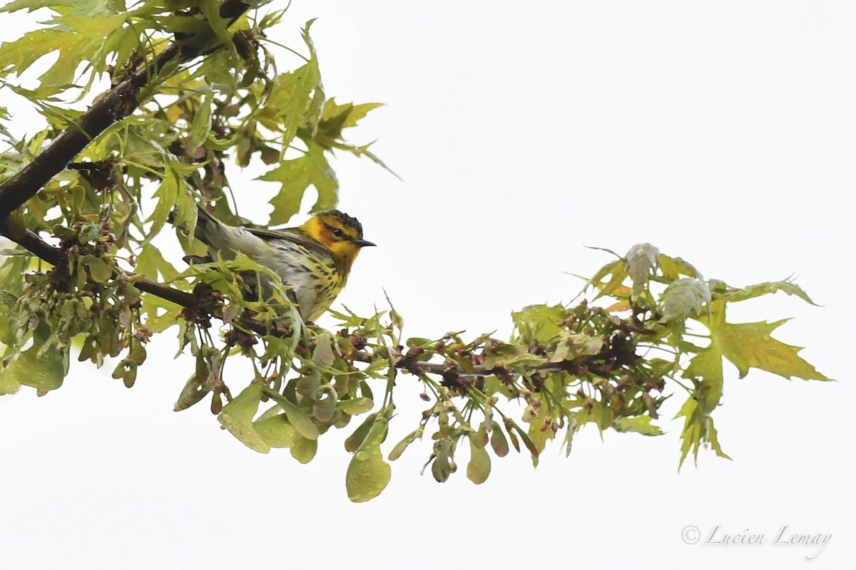 Cape May Warbler - Lucien Lemay