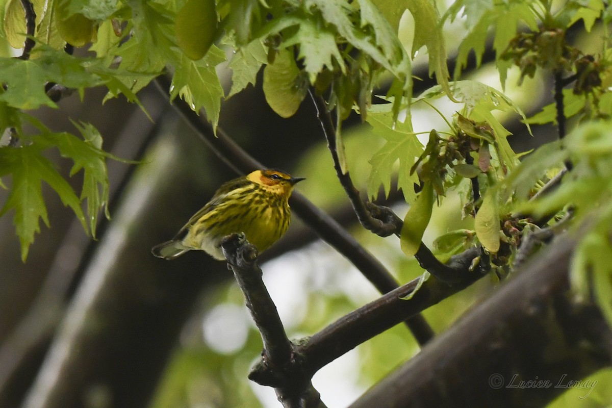 Cape May Warbler - Lucien Lemay