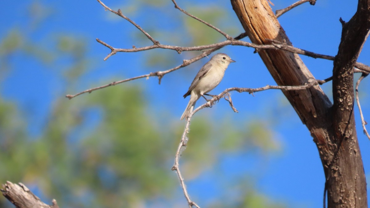 Lucy's Warbler - Anne (Webster) Leight