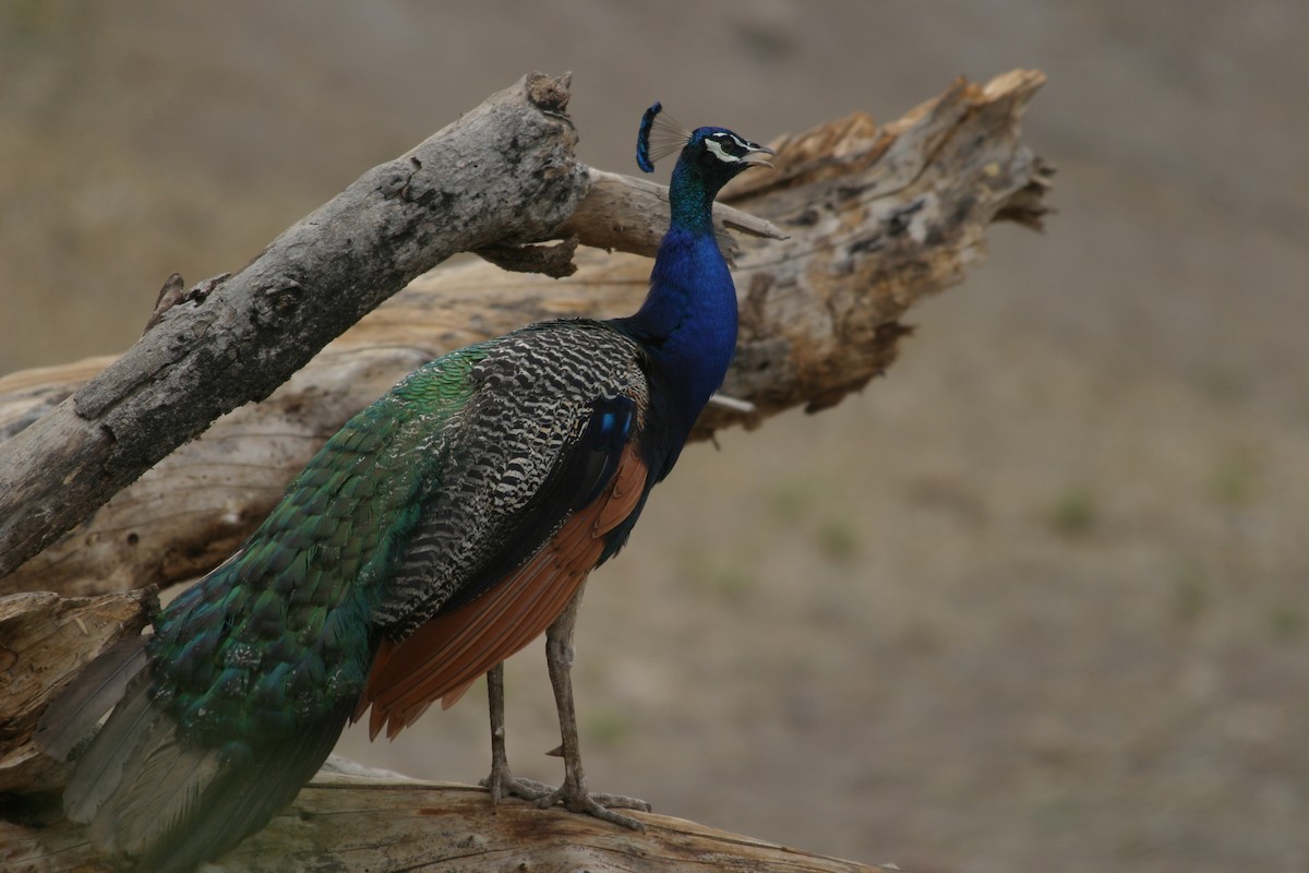 Indian Peafowl - Andrey Mikhaylov