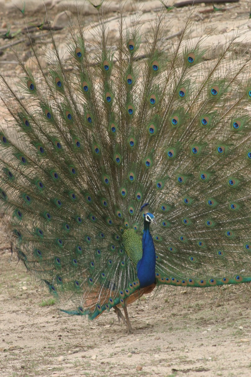 Indian Peafowl - Andrey Mikhaylov