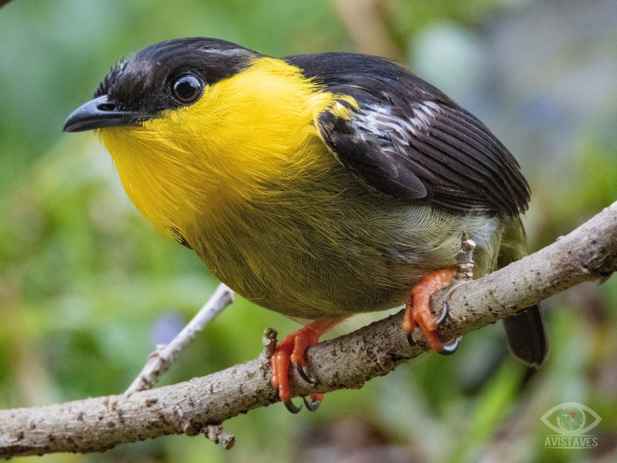 Golden-collared Manakin - Camilo Vargas Perdomo