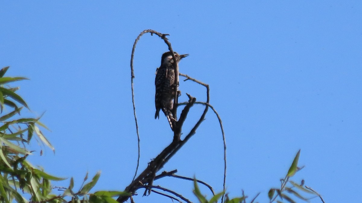 Ladder-backed Woodpecker - Anne (Webster) Leight