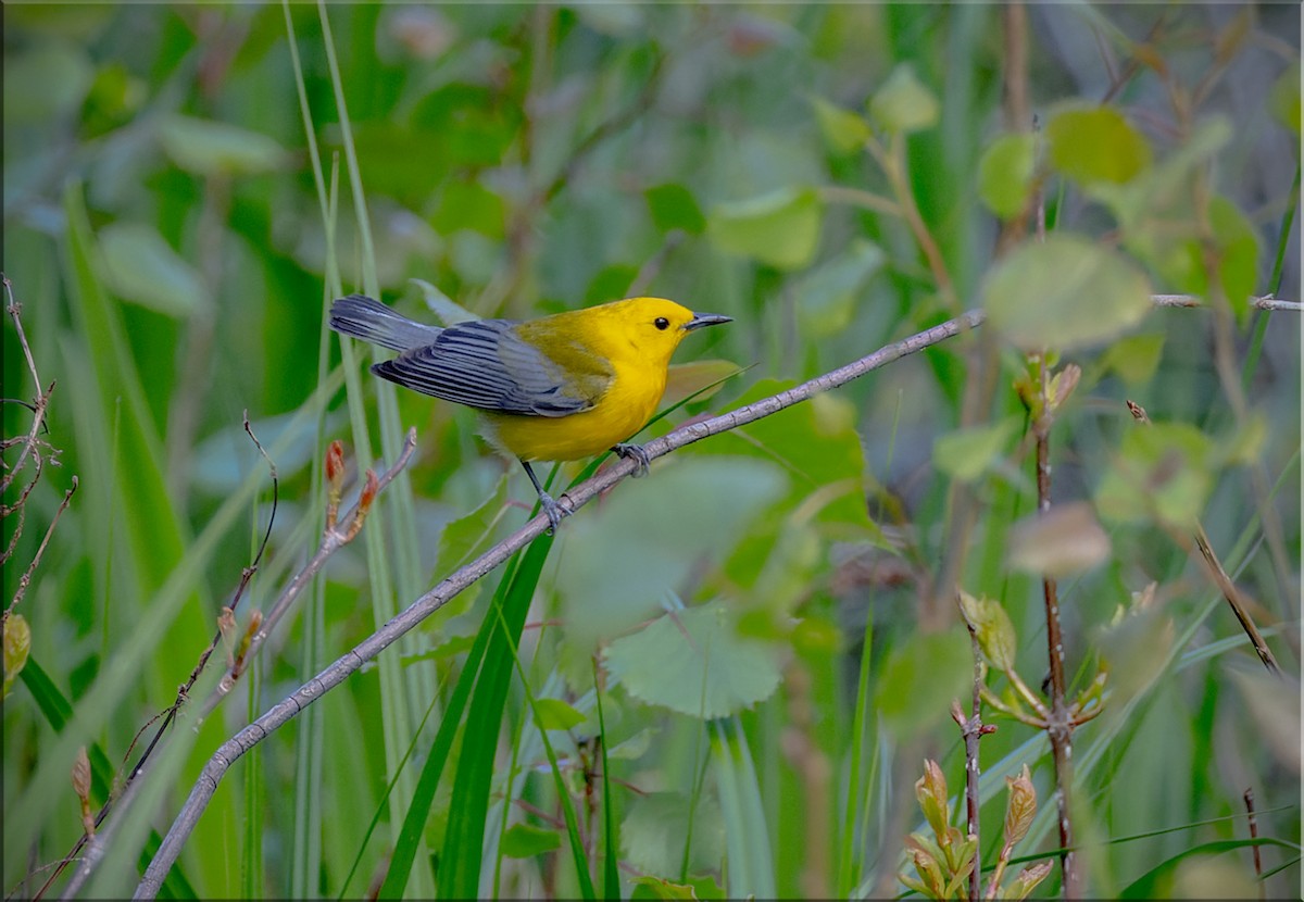 Prothonotary Warbler - Frank Salmon