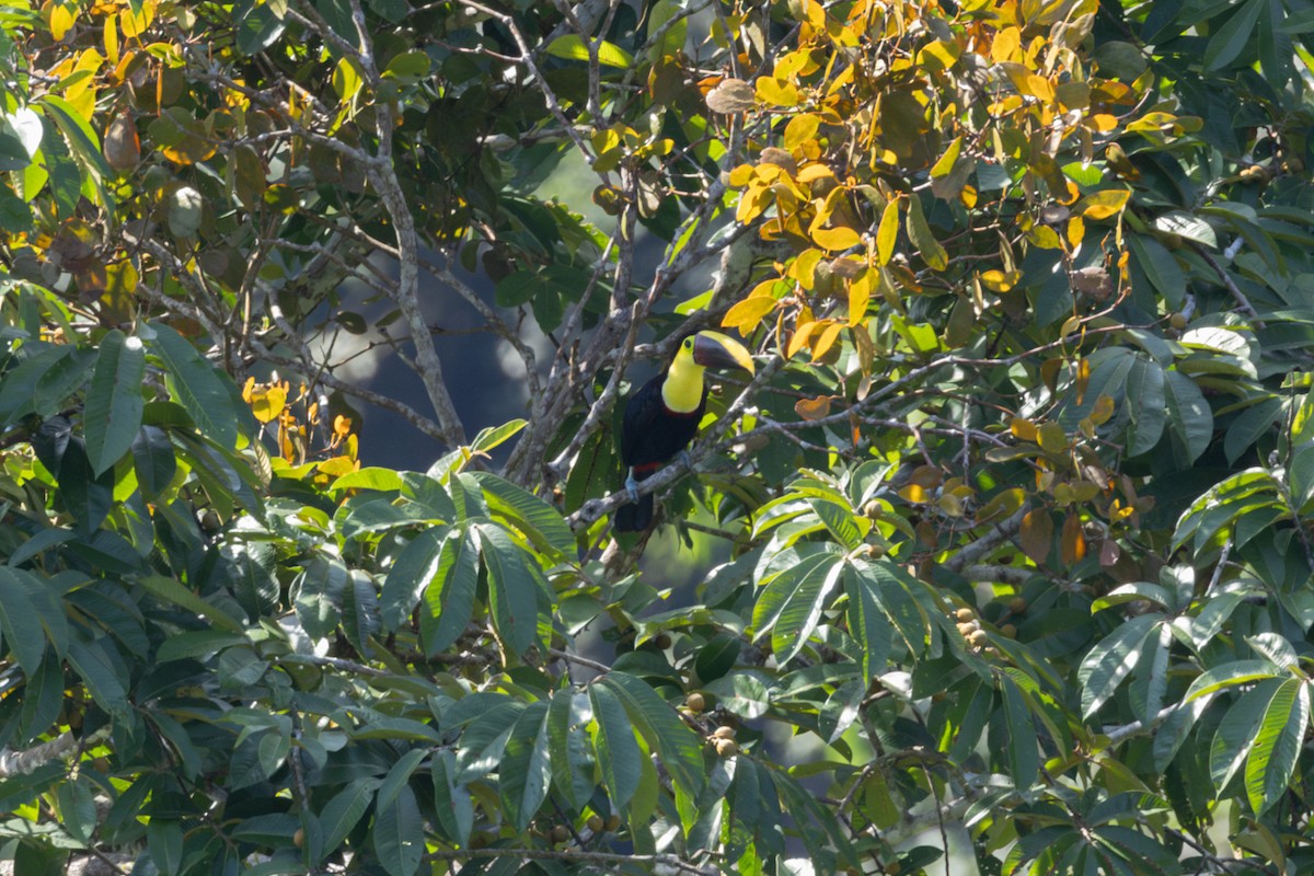 Yellow-throated Toucan - ML619041920