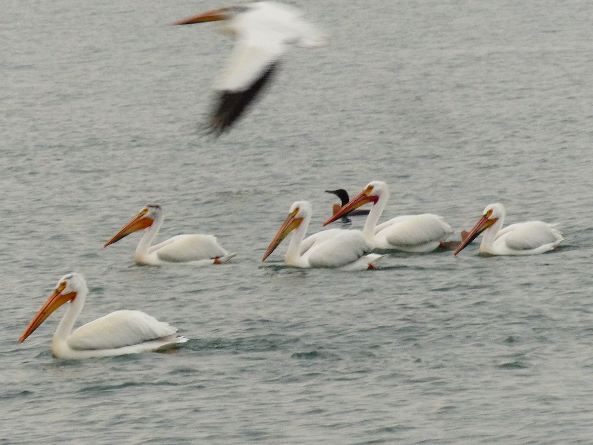 American White Pelican - Felix Eckley