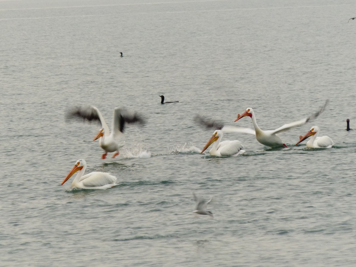 American White Pelican - Felix Eckley