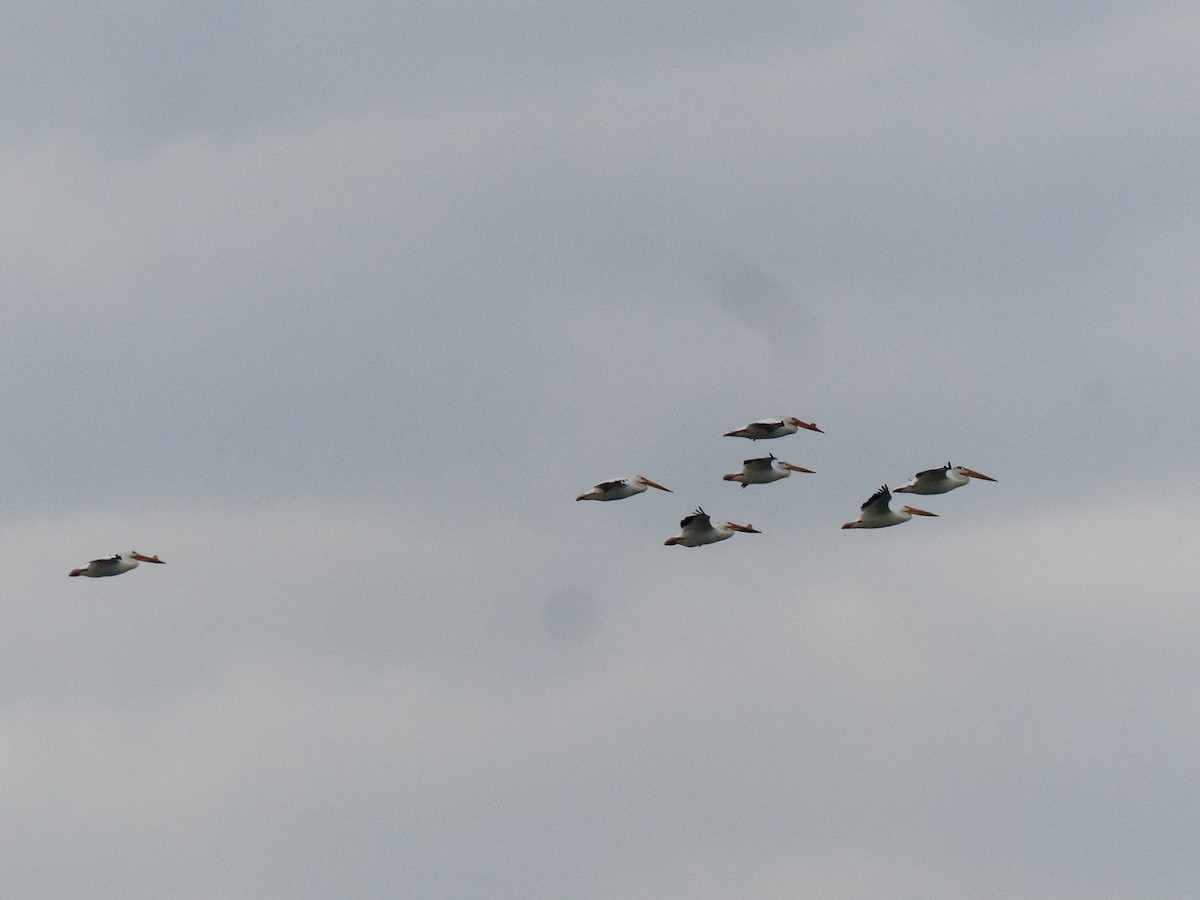 American White Pelican - ML619041926